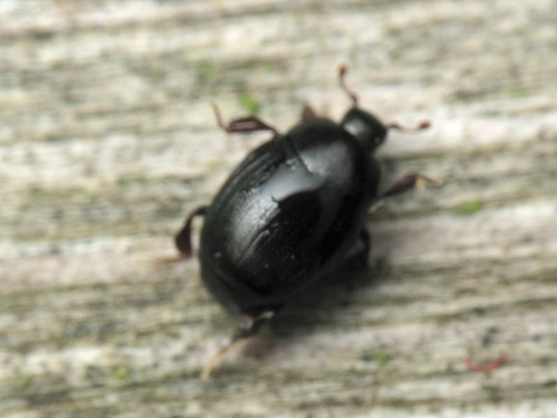 Dendrophilus (Dendrophilus) punctatus (Herbst, 1792)